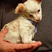 Gizmo is registered to the contest to win money with this photo: