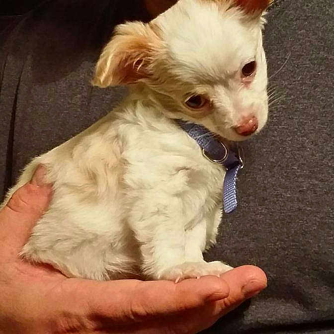 Gizmo