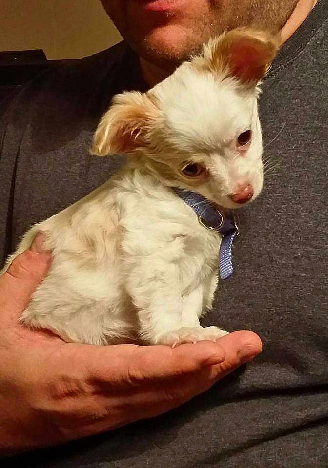 Gizmo