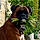 Rufus
