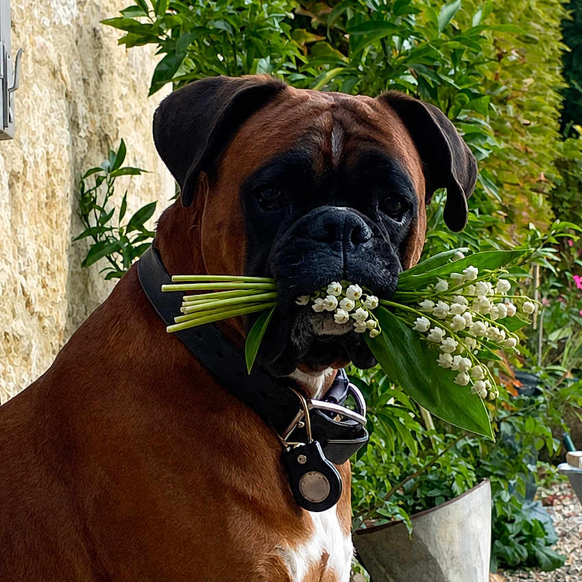 Rufus a rejoint le concours — aidez-le/la à gagner de superbes lots ! dog, boxer, flower_bouquet, lily_of_the_valley, bench, garden, greenery, stone_wall, pet, animal, outdoor, plant, leaf, collar, nature, portrait, sitting, cute, canine, summer