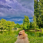 Raeggie a rejoint le concours — aidez-le/la à gagner de superbes lots ! dog, pomeranian, grass, lake, water, trees, clouds, sky, nature, outdoor, animal, fluffy, pet, greenery, bridge, summer, daytime, leash, canine, park