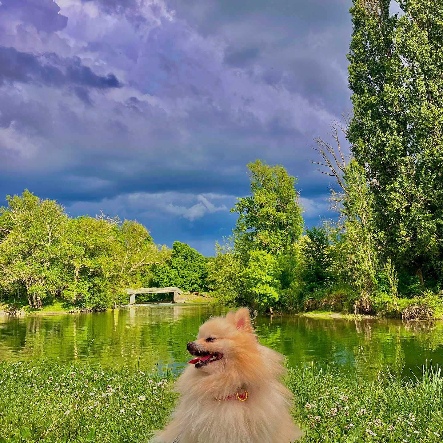 Raeggie a rejoint le concours — aidez-le/la à gagner de superbes lots ! animal, bridge, canine, clouds, daytime, dog, fluffy, grass, greenery, lake, leash, nature, outdoor, park, pet, pomeranian, sky, summer, trees, water
