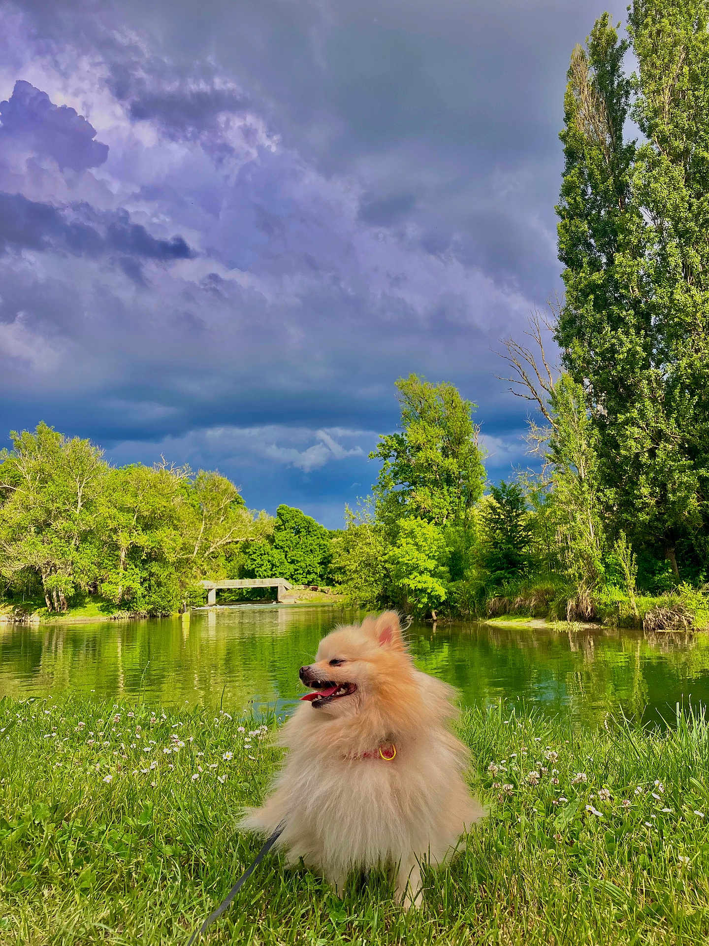 Raeggie a rejoint le concours — aidez-le/la à gagner de superbes lots ! dog, pomeranian, grass, lake, water, trees, clouds, sky, nature, outdoor, animal, fluffy, pet, greenery, bridge, summer, daytime, leash, canine, park
