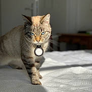 Lilie participe au concours pour gagner de l'argent avec cette photo : cat, blue_eyes, collar, indoor, bed, sunlight, feline, pet, fur, whiskers, portrait, animal, tabby, domestic_cat, focused, cute, walking, home, cozy, soft_light