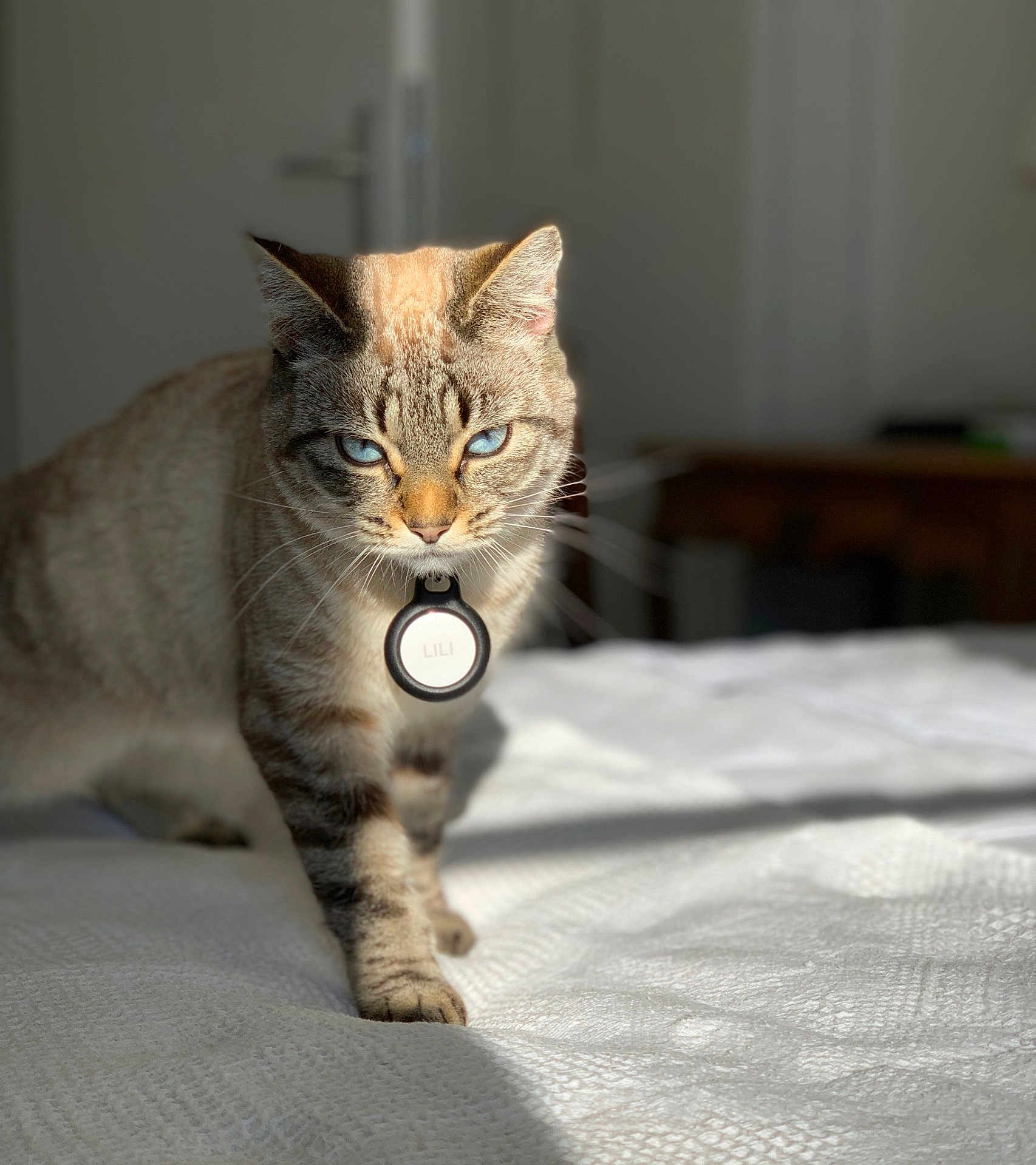 Lilie participe au concours pour gagner de l'argent avec cette photo : cat, blue_eyes, collar, indoor, bed, sunlight, feline, pet, fur, whiskers, portrait, animal, tabby, domestic_cat, focused, cute, walking, home, cozy, soft_light