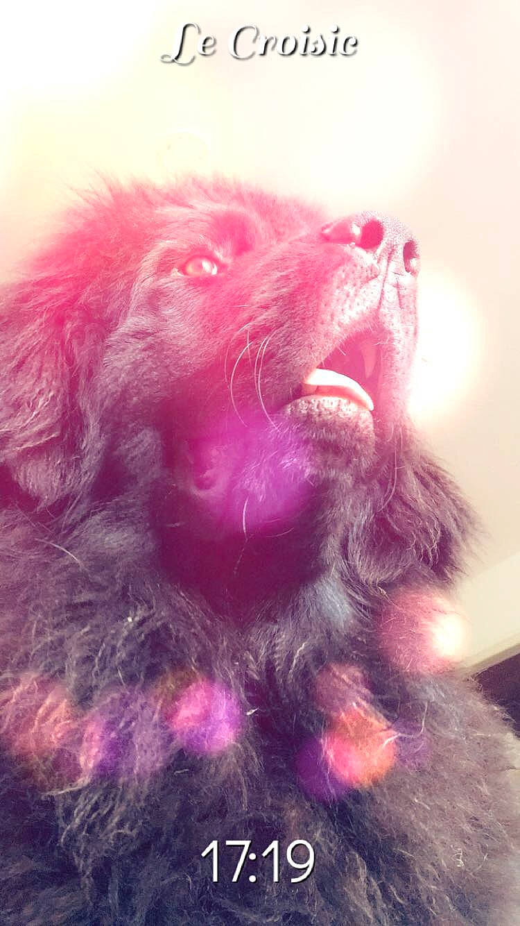 Orya participe au concours pour gagner de l'argent avec cette photo : briard, canidae, carnivore, dog, dog_breed, ear, fur, liver, magenta, nose, pink, schnoodle, snout, sporting_group, terrier