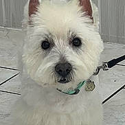 Joy a rejoint le concours — aidez-le/la à gagner de superbes lots ! dog, white_fur, westie, pet, portrait, close_up, tile_floor, leash, collar, tag, paws, ears, nose, eyes, indoor, groomed, fluffy, small_dog, standing, cute