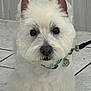 dog, white_fur, westie, pet, portrait, close_up, tile_floor, leash, collar, tag, paws, ears, nose, eyes, indoor, groomed, fluffy, small_dog, standing, cute