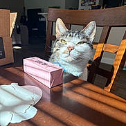 Apollo is registered to the contest to win money with this photo: cat, tabby, chair, wooden_table, sunlight, indoor, box, pink_box, paper, shadow, living_room, furniture, pet, domestic_animal, closeup, daylight, relaxed, home, animal_face, domestic_cat