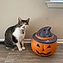 cat, tabby_cat, white_cat, pumpkin, halloween, witch_hat, indoor, wooden_floor, wall, window, blinds, decoration, pet, animal, curious, sitting, floor, orange, purple, cute