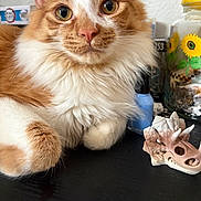 Menace is registered to the contest to win money with this photo: blue_bottle, cat, close_up, cute, feline, figurine, fluffy, ginger_cat, glass_jar, indoor, jar, orange_cat, paw, portrait, sunflower, table_surface, trinket, whiskers, white_fur, yellow_lid