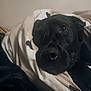 President is registered to the contest to win money with this photo: animal, black_dog, blanket, close_up, comfort, companion, cozy, cute, dog, face, fur, indoor, nose, pet, portrait, resting, sleepy, snuggling, soft_light, warm