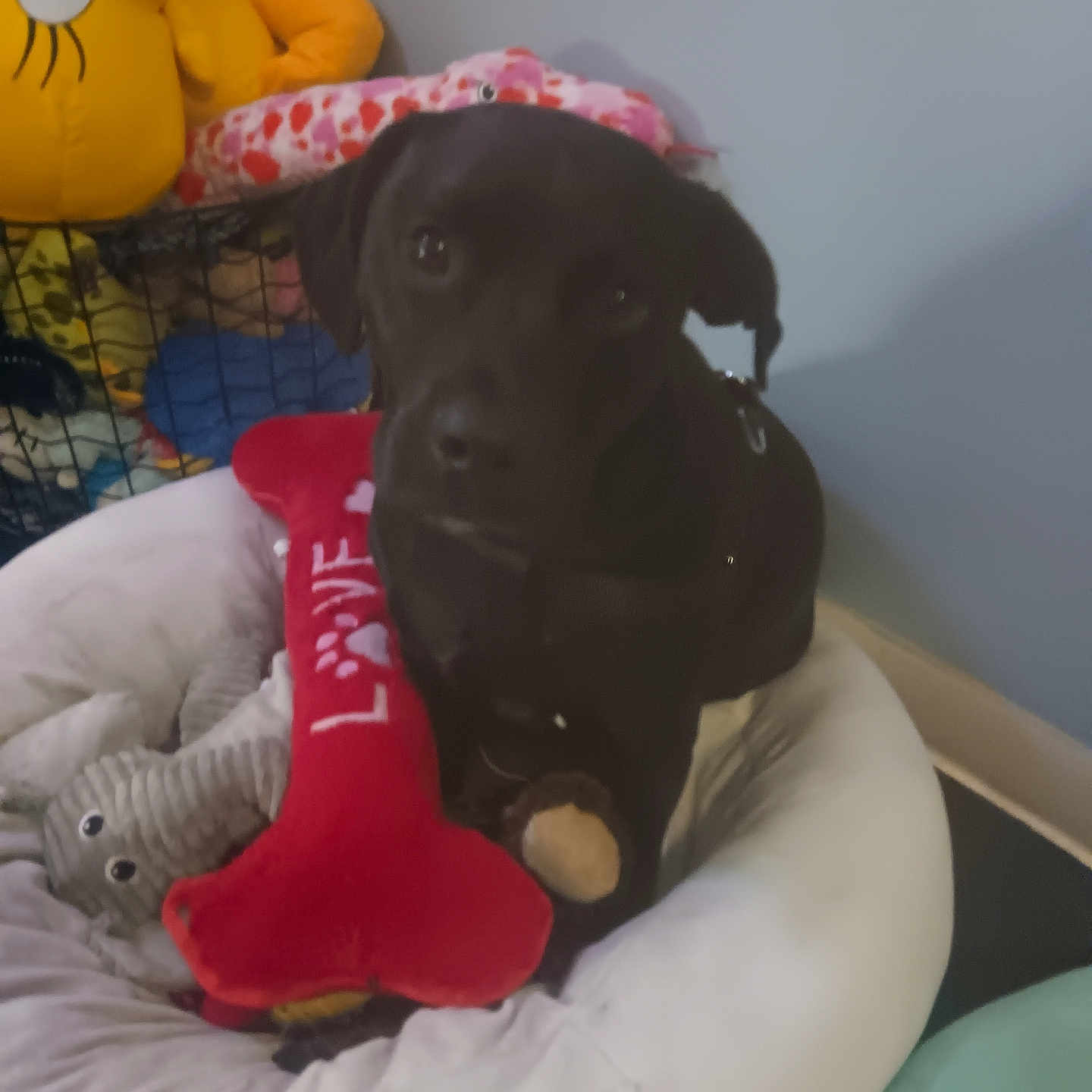 President joined the competition — help win amazing prizes! animal, black_dog, cozy, cute, dog, domestic, floor, furniture, indoor, leash, looking_up, love_text, pet, pet_bed, plush_toys, red_bone_toy, resting, soft_toys, stuffed_animal, wall