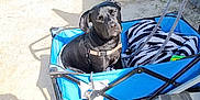 President joined the competition — help win amazing prizes! animal, black_dog, blanket, blue_wagon, canine, daylight, dog, gravel, harness, metal_stairs, open_space, outdoor, pet, resting, shadow, sunlight, trailer, transport, wagon, zebra_pattern