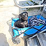 animal, black_dog, blanket, blue_wagon, canine, daylight, dog, gravel, harness, metal_stairs, open_space, outdoor, pet, resting, shadow, sunlight, trailer, transport, wagon, zebra_pattern