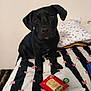 President is registered to the contest to win money with this photo: alert, animal, bed, black_dog, blanket, companion, cozy, cute, dog, domestic, furniture, household, indoor, looking_at_camera, pet, pillow, pink_butterflies, sitting, snack_package, striped_bedspread
