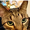 animal, brown_fur, cat, close_up, ears, eyes, face, feline, gallery_screenshot, green_eyes, indoor, muzzle, nose, pet, photography, portrait, striped_fur, tabby_cat, warm_lighting, whiskers