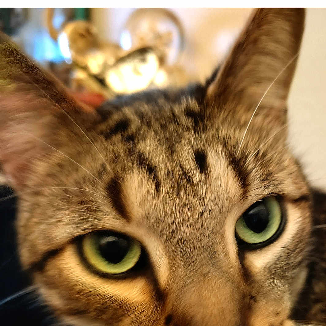 Cocoa