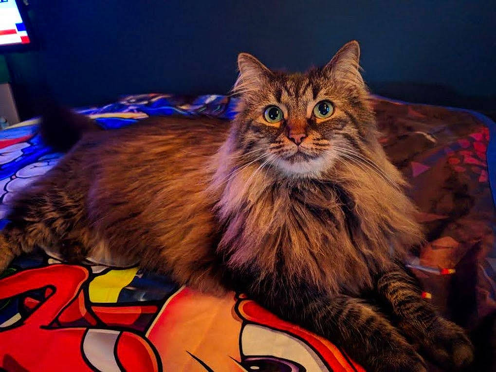Gucci joined the competition — help win amazing prizes! british_longhair, carnivore, cat, domestic_short_haired_cat, electric_blue, event, felidae, fur, lap, maine_coon, mammal, night, paw, small_to_medium_sized_cats, snout, tail, terrestrial_animal, vertebrate, whiskers