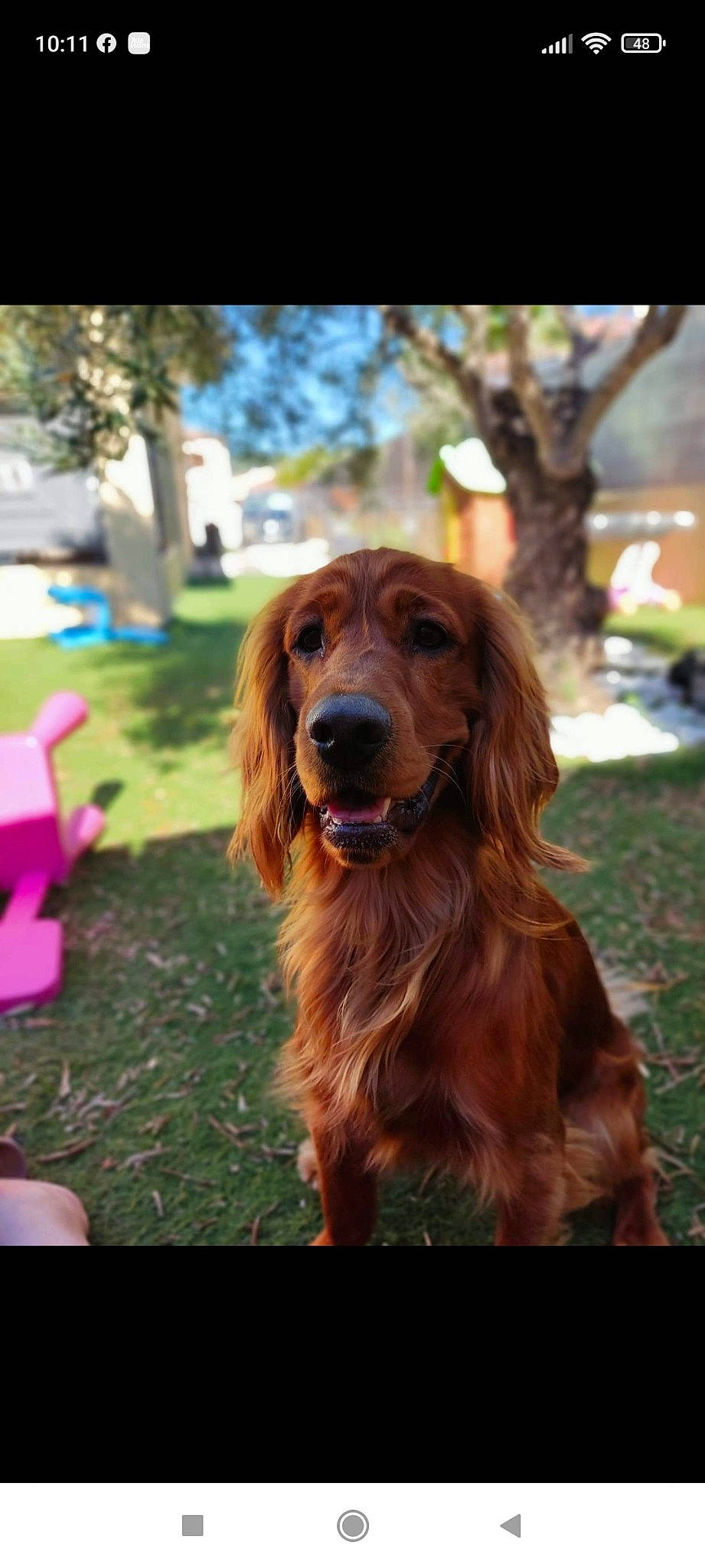 Jeep a rejoint le concours — aidez-le/la à gagner de superbes lots ! canidae, carnivore, companion_dog, dog, dog_breed, fur, grass, gun_dog, hunting_dog, liver, plant, retriever, snout, spaniel, sporting_group, tree, working_dog