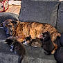 Hondo joined the competition — help win amazing prizes! dog, kitten, cats, couch, furniture, animal, pet, indoor, cozy, fur, brindle, grey, resting, cute, mammal, companion, relaxing, home, three_kittens, large_dog