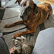 Hondo joined the competition — help win amazing prizes! dog, cat, tabby_cat, brindle_dog, carpet, indoor, foot, person, paw, relaxed, pet, animal, feline, canine, natural_light, shadow, playing, closeup, floor, cozy