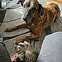 dog, cat, tabby_cat, brindle_dog, carpet, indoor, foot, person, paw, relaxed, pet, animal, feline, canine, natural_light, shadow, playing, closeup, floor, cozy