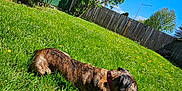Hondo is registered to the contest to win money with this photo: dog, brindle, collar, grass, yard, fence, bushes, flowers, sunny, daytime, outdoor, canine, pet, nature, greenery, tree, sky, blue_sky, relaxing, summer