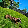 dog, brindle, collar, grass, yard, fence, bushes, flowers, sunny, daytime, outdoor, canine, pet, nature, greenery, tree, sky, blue_sky, relaxing, summer