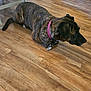 dog, brindle, collar, pet, indoor, wooden_floor, flooring, canine, animal, side_view, relaxed, looking_away, domestic_animal, fur, paw, ears, nose, tail, wood_texture, quiet