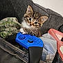 kitten, cat, pet, animal, controller, gaming, blue, paw, couch, blanket, cute, fur, tabby, indoor, closeup, young, playful, soft, whiskers, eyes