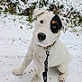 Aïko a rejoint le concours — aidez-le/la à gagner de superbes lots ! dog, puppy, white_dog, black_patch, snow, leash, outdoor, winter, curious, sitting, animal, pet, canine, grass, nature, cold, fur, ears, paw, nose