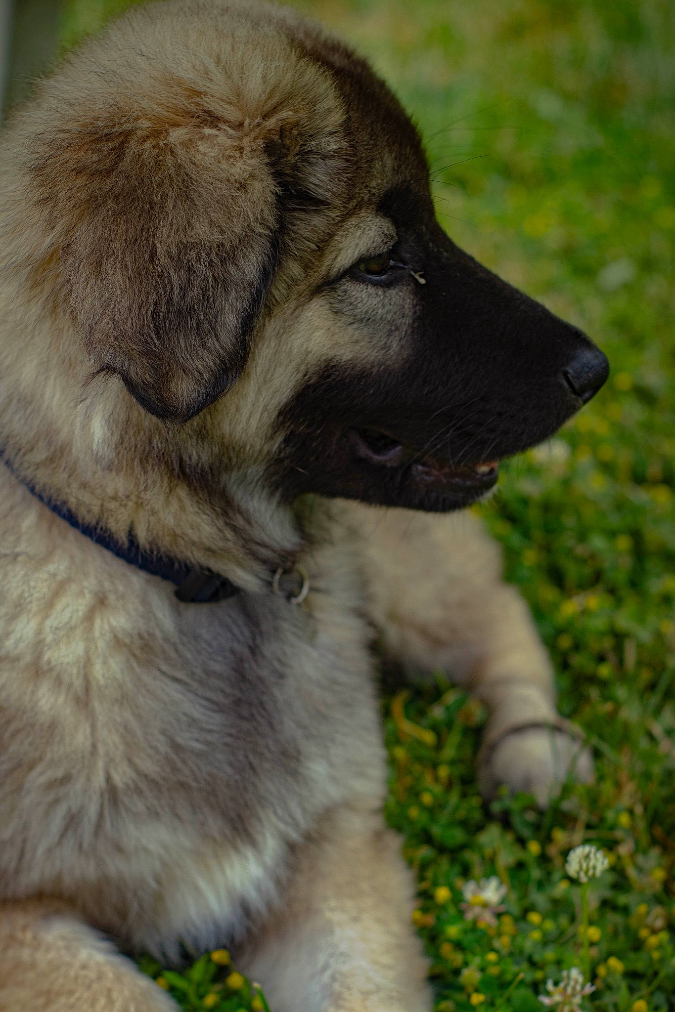 Lady a rejoint le concours — aidez-le/la à gagner de superbes lots ! ancient_dog_breeds, canidae, carnivore, companion_dog, dog, dog_breed, fawn, flower, grass, groundcover, herbaceous_plant, plant, snout, sporting_group, terrestrial_animal, working_animal, working_dog, wrinkle