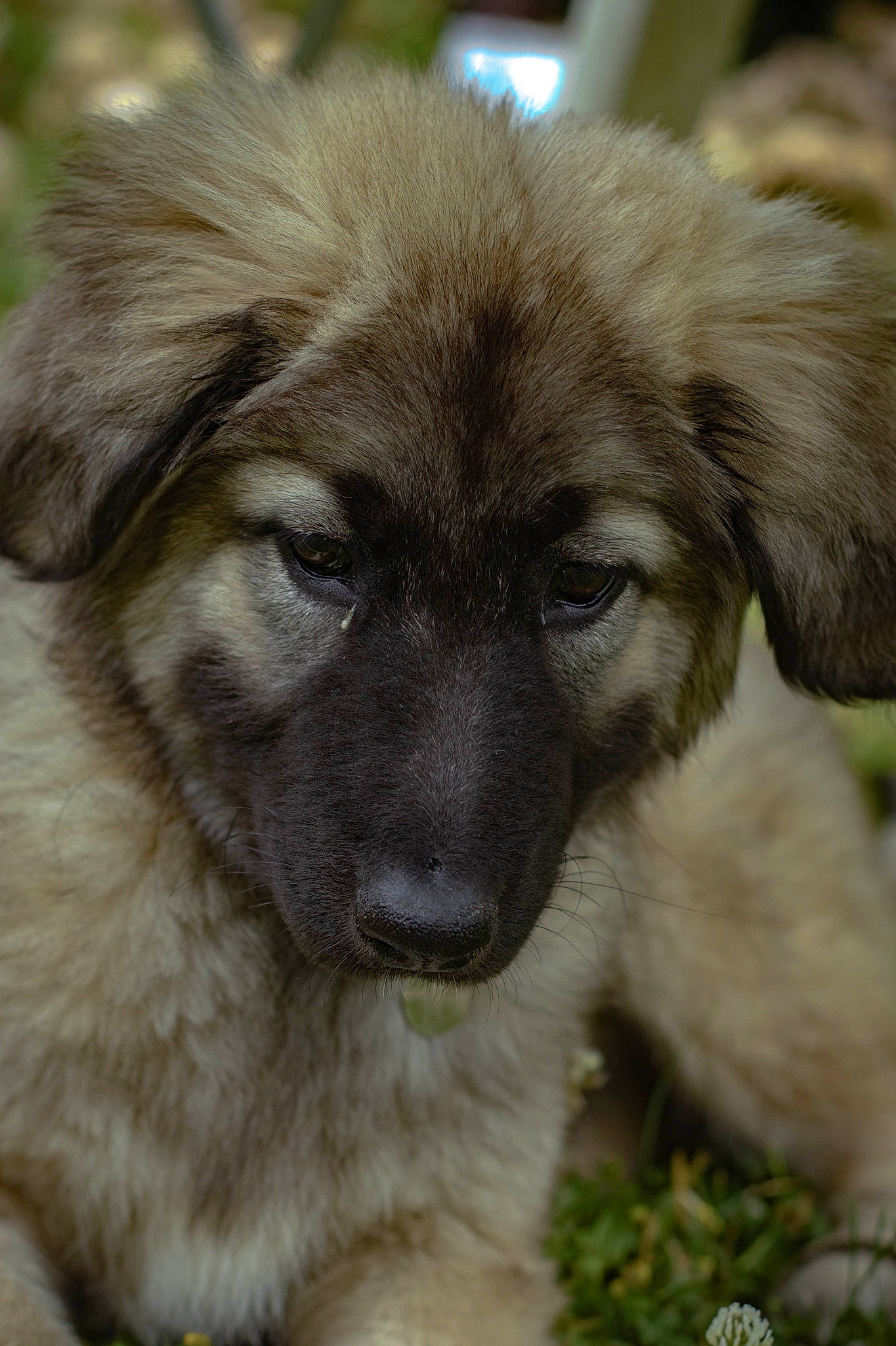Lady participe au concours pour gagner de l'argent avec cette photo : ancient_dog_breeds, canidae, carnivore, companion_dog, dog, dog_breed, estrela_mountain_dog, eye, fawn, fur, grass, leonberger, snout, sporting_group, terrestrial_animal, whiskers, working_animal, working_dog