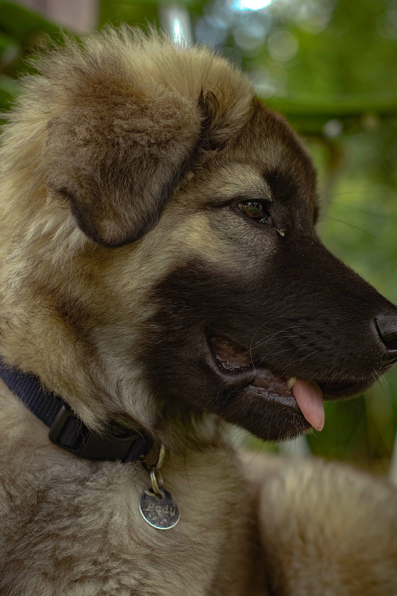 Lady a rejoint le concours — aidez-le/la à gagner de superbes lots ! ancient_dog_breeds, canidae, carnivore, companion_dog, dog, dog_breed, estrela_mountain_dog, fang, fawn, fur, giant_dog_breed, liver, paw, snout, sporting_group, terrestrial_animal, whiskers, wildlife, working_animal, working_dog