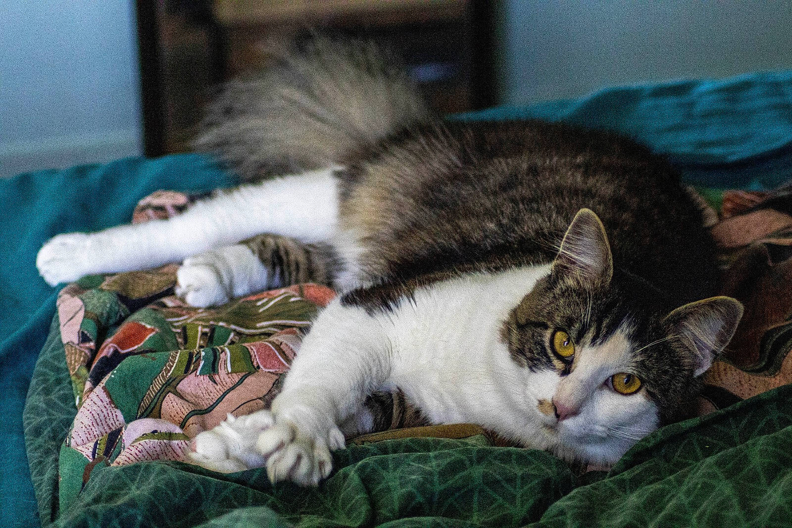 Cartouche a rejoint le concours — aidez-le/la à gagner de superbes lots ! carnivore, cat, claw, comfort, domestic_short_haired_cat, felidae, fur, grass, linens, nap, paw, sleep, small_to_medium_sized_cats, snout, tail, terrestrial_animal, whiskers