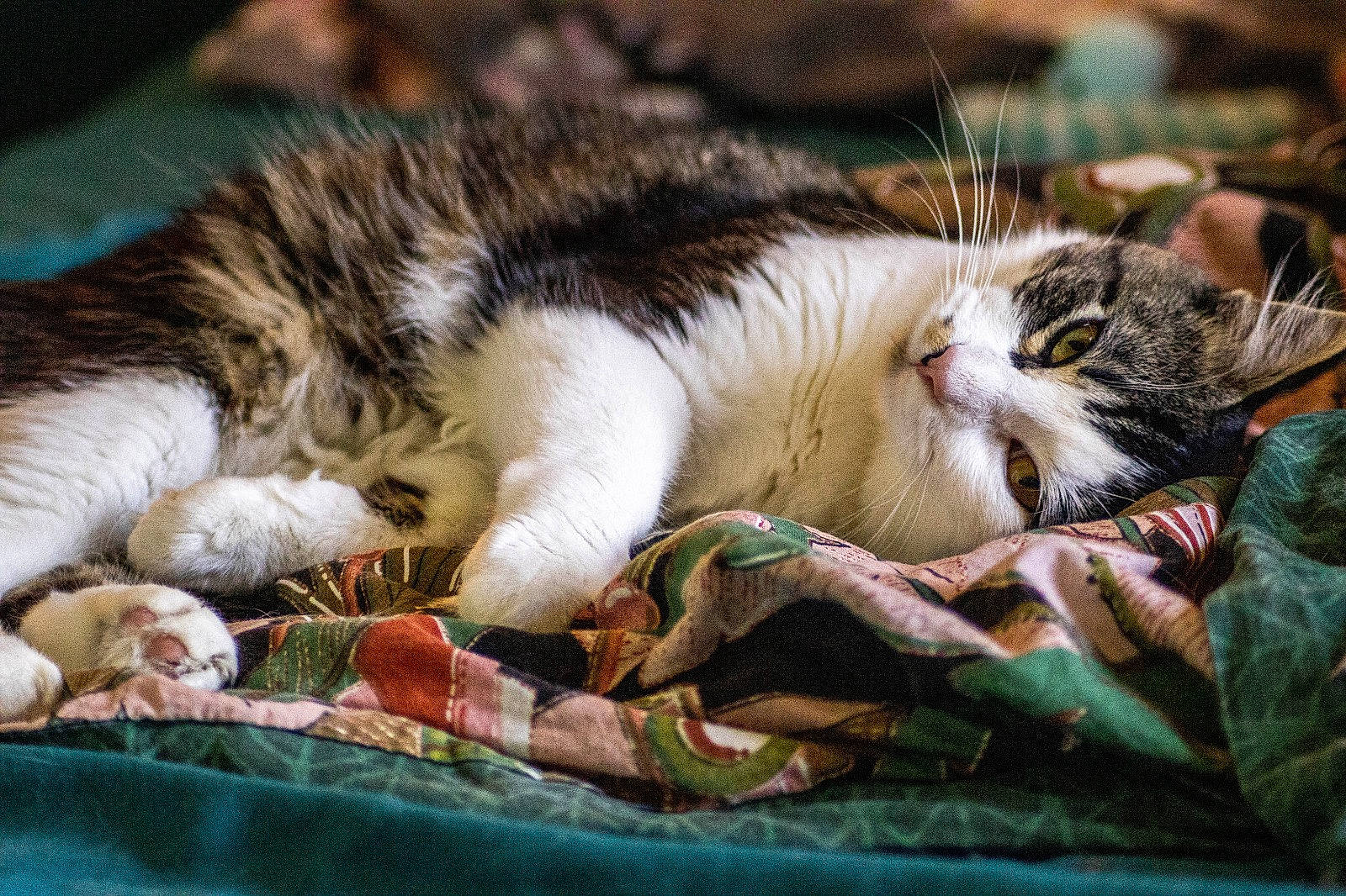 Cartouche a rejoint le concours — aidez-le/la à gagner de superbes lots ! basket, carnivore, cat, claw, comfort, domestic_short_haired_cat, fawn, felidae, fur, grass, mammal, paw, small_to_medium_sized_cats, snout, tail, tree, vertebrate, whiskers, wildlife, wood