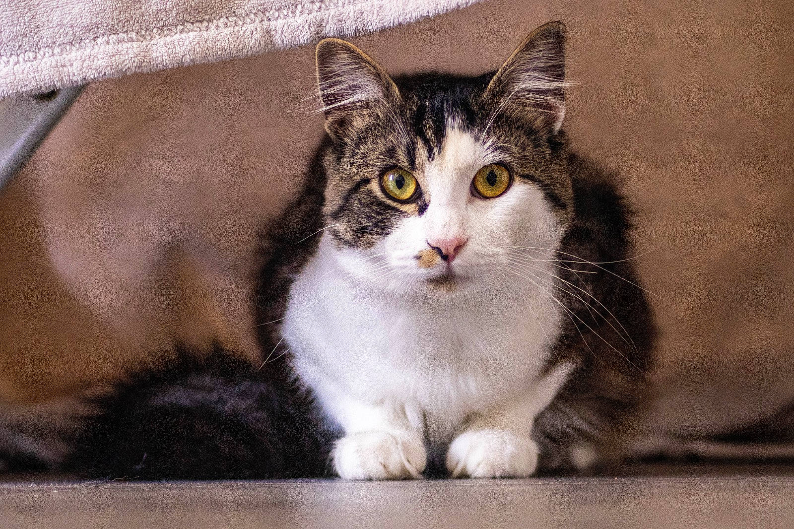 Cartouche participe au concours pour gagner de l'argent avec cette photo : box, carnivore, cat, domestic_short_haired_cat, eye, felidae, fur, grey, monochrome_photography, paw, sitting, small_to_medium_sized_cats, snout, whiskers, window