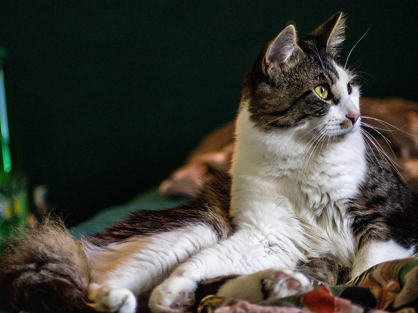 Cartouche a rejoint le concours — aidez-le/la à gagner de superbes lots ! carnivore, cat, claw, domestic_short_haired_cat, felidae, fur, grass, paw, photo_caption, plant, sitting, small_to_medium_sized_cats, snout, tail, terrestrial_animal, tree, whiskers, wildlife