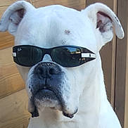 Stephane Goubely participe au concours pour gagner de l'argent avec cette photo : dog, white_dog, sunglasses, pet, animal, canine, portrait, close_up, outdoor, cool, fashion, accessory, ears, nose, mouth, wood_background, summer, shade, face, muzzle