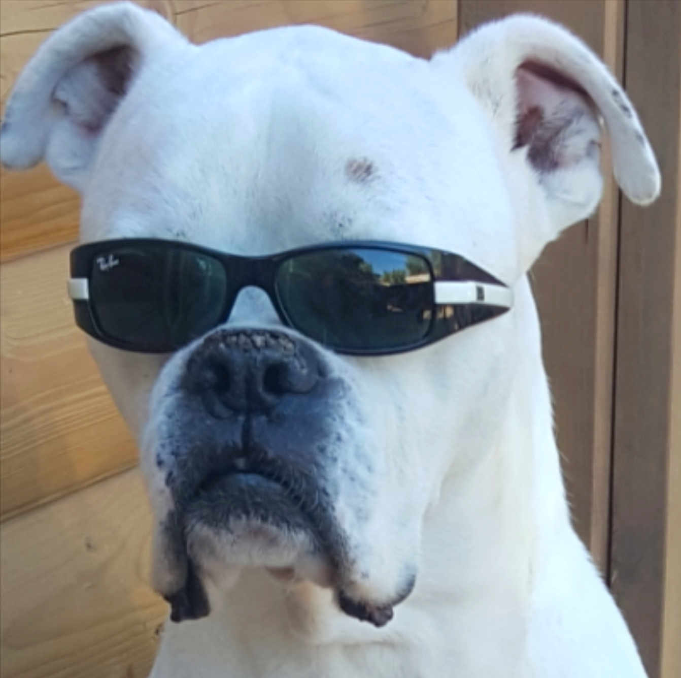 Stephane Goubely participe au concours pour gagner de l'argent avec cette photo : dog, white_dog, sunglasses, pet, animal, canine, portrait, close_up, outdoor, cool, fashion, accessory, ears, nose, mouth, wood_background, summer, shade, face, muzzle