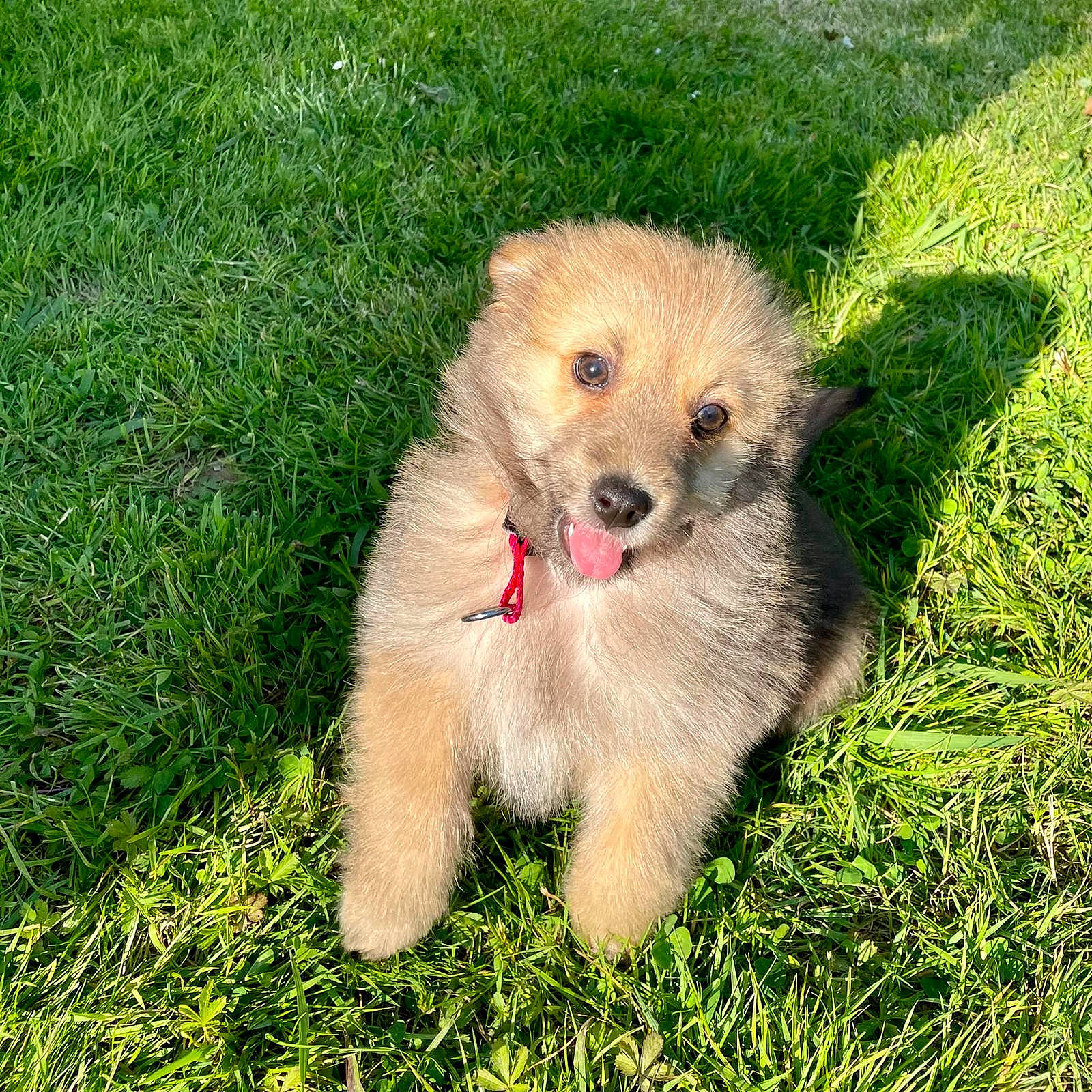 Elite a rejoint le concours — aidez-le/la à gagner de superbes lots ! ancient_dog_breeds, canidae, carnivore, companion_dog, dog, dog_breed, fawn, fur, german_spitz, german_spitz_klein, german_spitz_mittel, grass, non_sporting_group, puppy, snout, spitz, sporting_group, toy_dog, working_animal