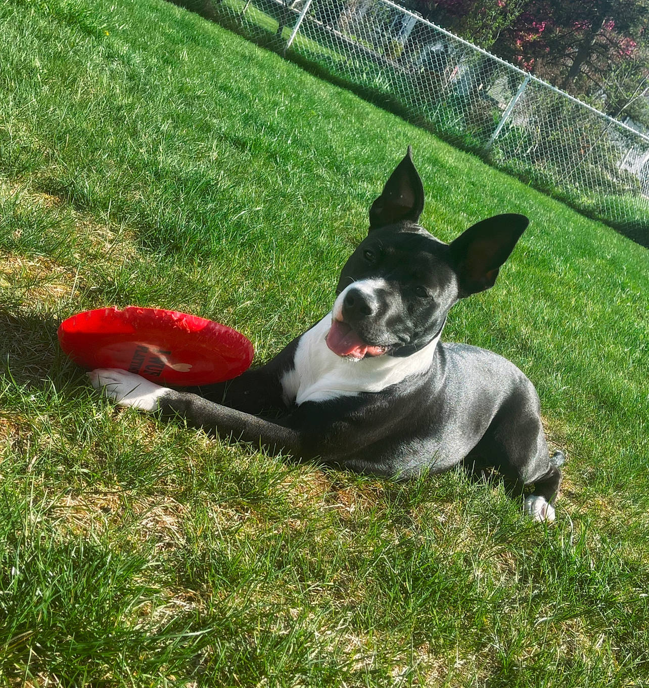 Kaia joined the competition — help win amazing prizes! boston_terrier, canidae, carmine, carnivore, collar, companion_dog, dog, dog_breed, dog_collar, dog_supply, fawn, fence, grass, mesh, non_sporting_group, plant, sporting_group, tail, whiskers, working_dog