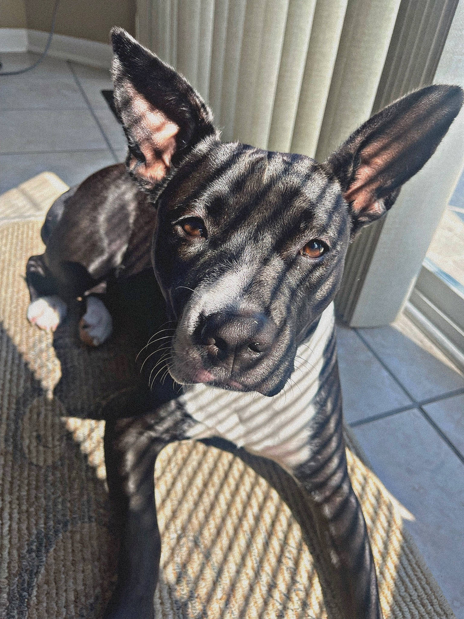 Kaia is registered to the contest to win money with this photo: canidae, collar, dog_breed, fawn, felidae, fur, grey, guard_dog, livestock, monochrome, pattern, small_to_medium_sized_cats, snout, sporting_group, tail, terrestrial_animal, whiskers, wildlife, wing, working_animal