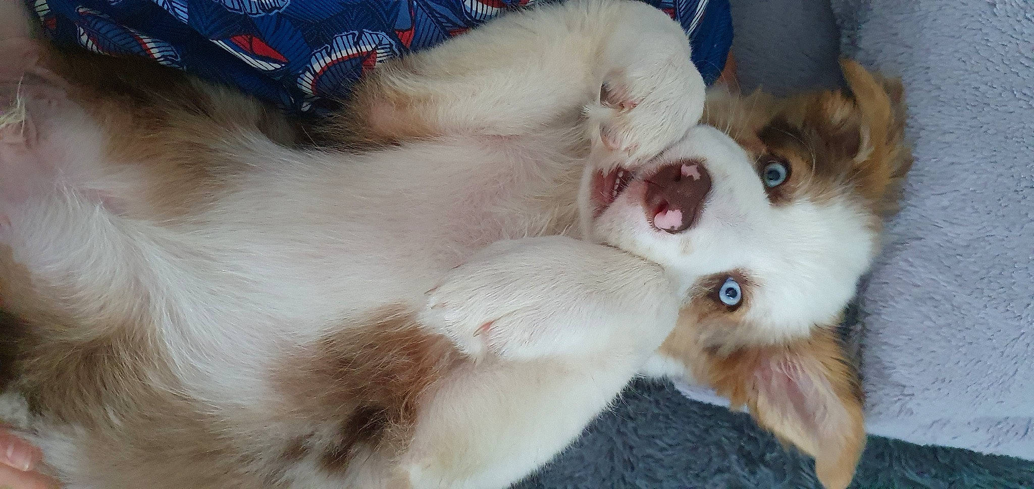 Scothy participe au concours pour gagner de l'argent avec cette photo : bed, canidae, carnivore, comfort, companion_dog, dog_breed, ear, eyelash, fang, fawn, felidae, fur, mammal, paw, small_to_medium_sized_cats, snout, sporting_group, tail, thai, whiskers