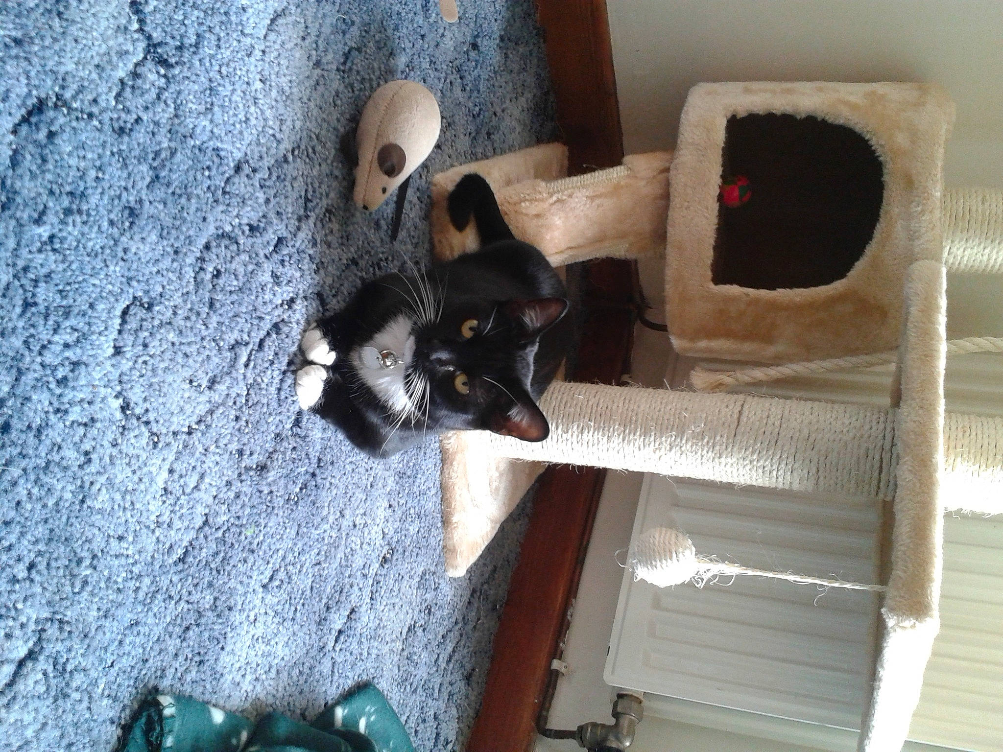 Athena is registered to the contest to win money with this photo: carnivore, cat_supply, door, felidae, fur, hardwood, pet_supply, plywood, recreation, room, small_to_medium_sized_cats, wood