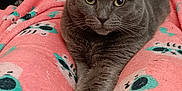 Blue is registered to the contest to win money with this photo: cat, grey_cat, pet, cozy_blanket, pink_blanket, paws, whiskers, green_eyes, relaxed, lying_down, close_up, portrait, indoor, living_room, furniture, ottoman, patterned_fabric, cute, bedroom, pajamas