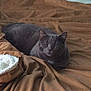 cat, gray_cat, pet, loaf, blanket, bed, bedding, cozy, indoor, resting, sleepy, feline, whiskers, ears, fur, closeup, domestic_cat, home, soft, relaxed