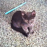 Blue joined the competition — help win amazing prizes! kitten, cat, pet, carpet, indoor, furry, small_animal, black_cat, toy, plastic_stick, sitting, looking_up, eyes, ears, whiskers, cute, texture, grainy, floor, closeup